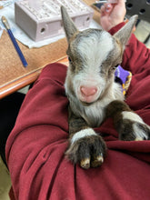 Load image into Gallery viewer, Painting with Piglets & Goats