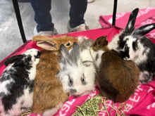 Load image into Gallery viewer, Painting with Bunnies to Support Dolly&#39;s Dream Home Rabbit Rescue
