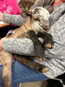 Painting with Lambs & Goats
