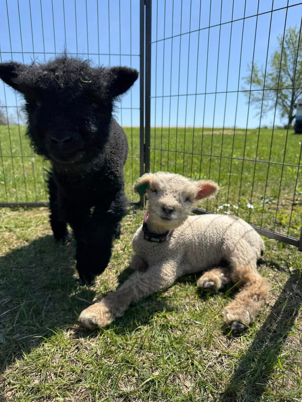 Painting with Lambs