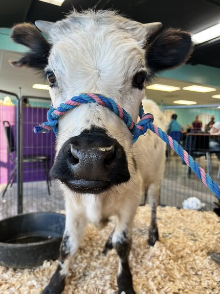 Painting with Mini Cows