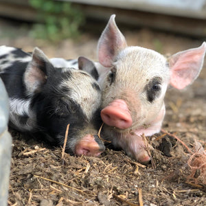 Painting with Piglets