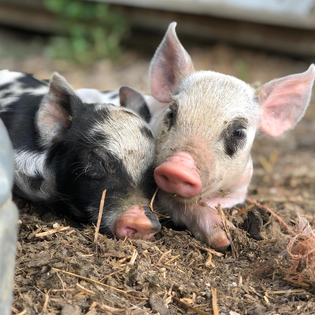 Painting with Piglets