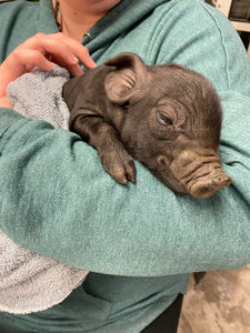 Painting with Piglets & Goats