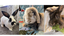 Load image into Gallery viewer, Painting with Bunnies Fundraiser
