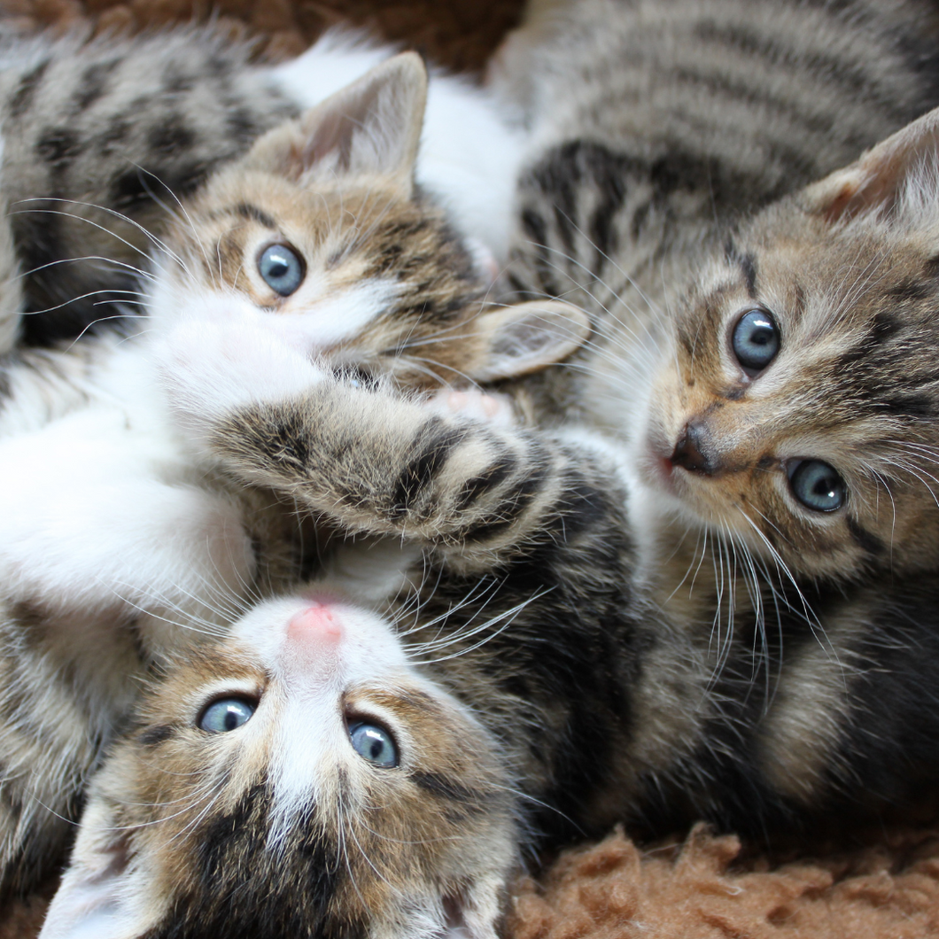 Painting with Kittens