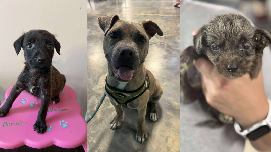 Painting with Puppies Fundraiser